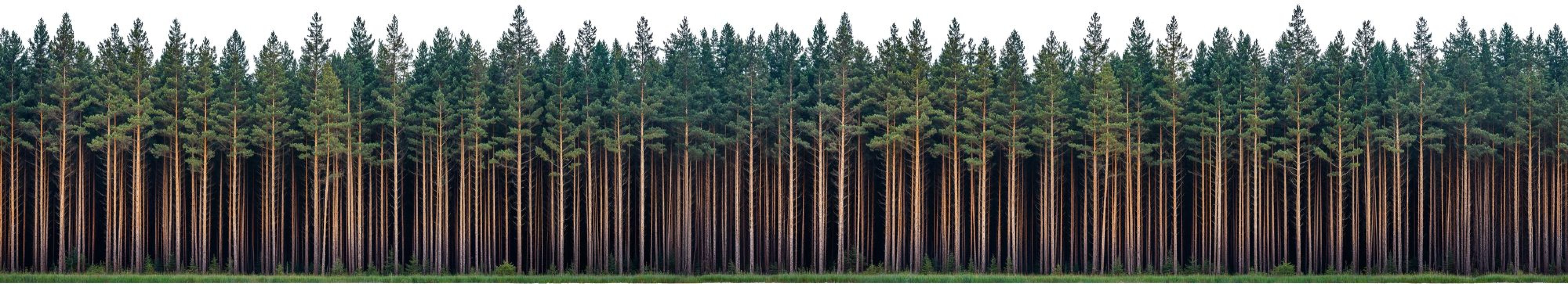 forest_line